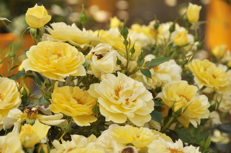 BIENENWEIDE GELB DONICZKA