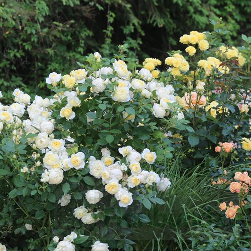 Vanessa Bell (Auseasel) DONICZKA