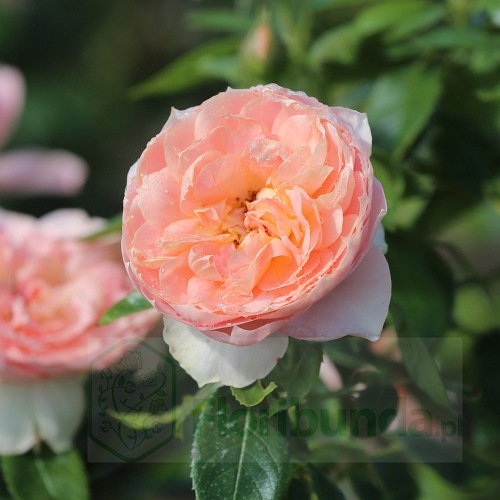 The Lion's Rose/ Born Free ® DONICZKA