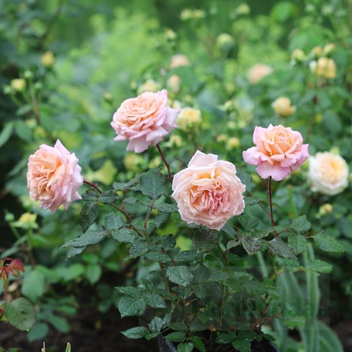 Grossherzogin Luise® "PARFUMA" DONICZKA