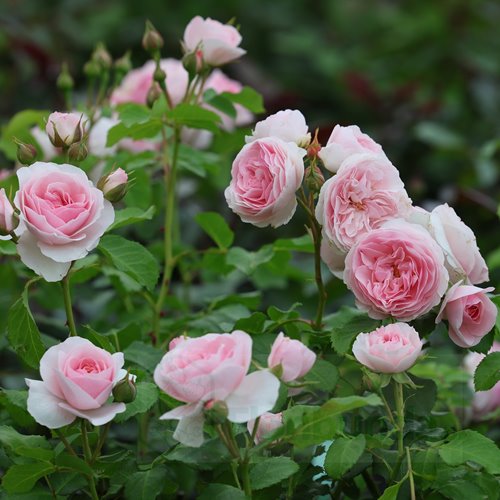 MISS GRANGER® syn. Hermiona DONICZKA