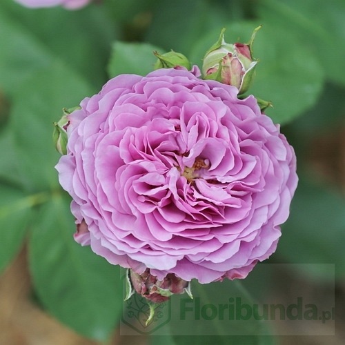 Lavender Ice (TAN04249) DONICZKA