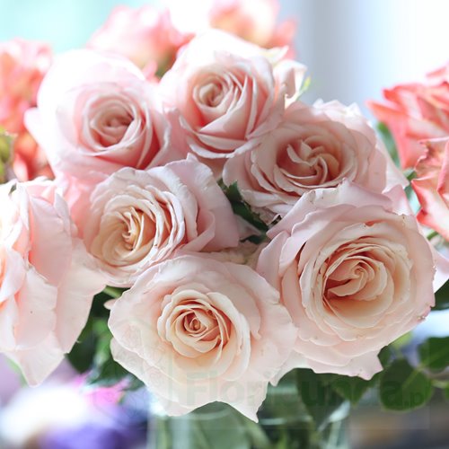 Paul Ricard  (Meinivoz) DONICZKA