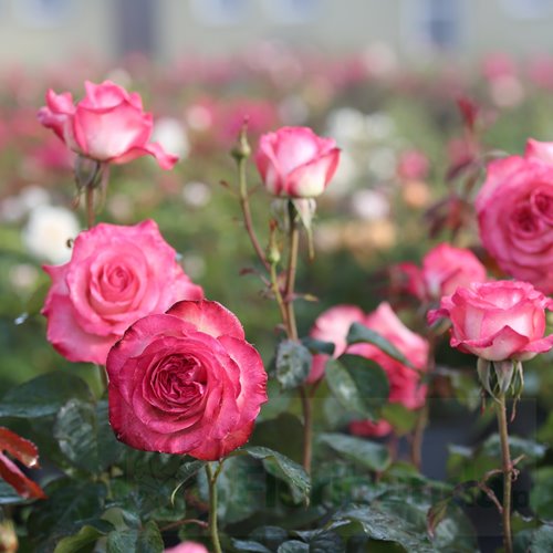 Isabelle Aubret DONICZKA