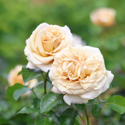 Rallye des Gazelles DONICZKA