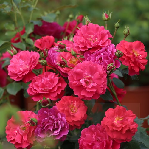 Heidefeuer DONICZKA  (Red Flower Carpet)