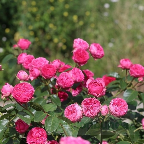 Candy Rokoko DONICZKA