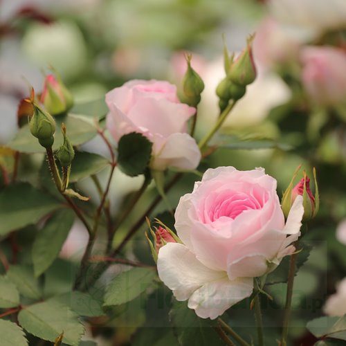 Morden Blush DONICZKA