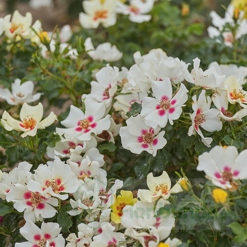 Cream Babylon Eyes DONICZKA