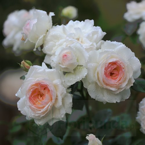 Stephanie Baronin zu Guttenberg Rose DONICZKA