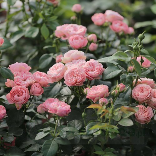 Playfull Rokoko DONICZKA