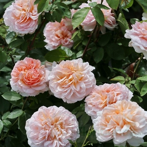 The Lady Gardener DONICZKA