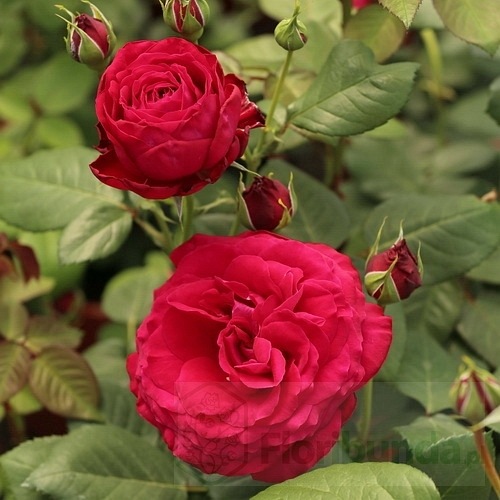 Katherine  Renaissance DONICZKA (Poulren027)