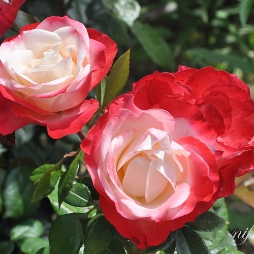 Nostalgie (Taneiglat) DONICZKA