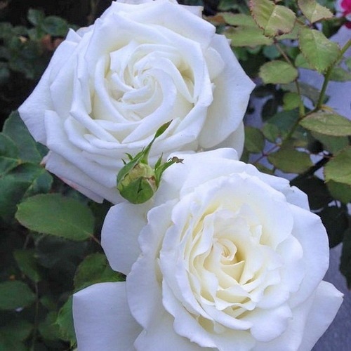 Jan Paweł II DONICZKA