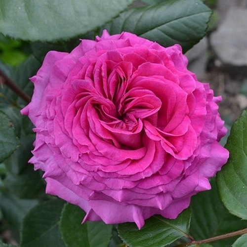 Chartreuse de Parme DONICZKA