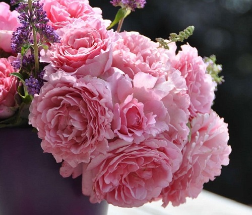 Bienvenue (DELrochipar)