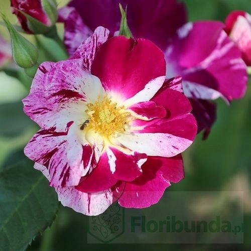 Oh Wow/Purple Splash (Wekspitrib)