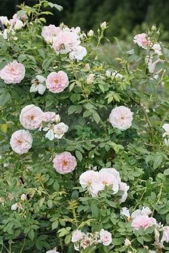 Kir Royal (Meinibur)