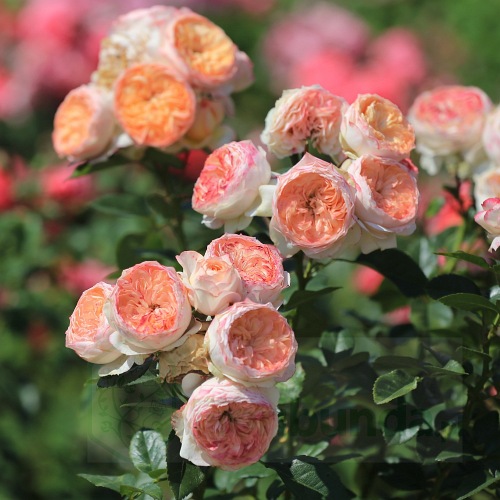 Sourire du Havre PIENNA