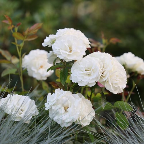 Iceberg Flower Circus
