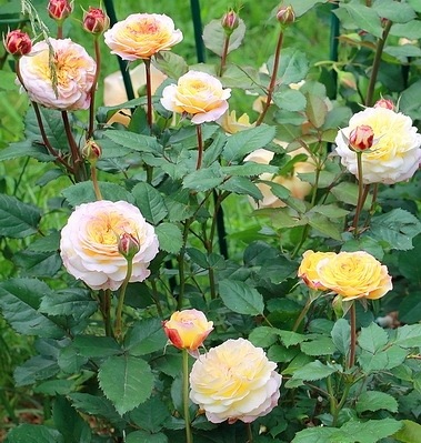 Georges Denjean  (Masgeden)