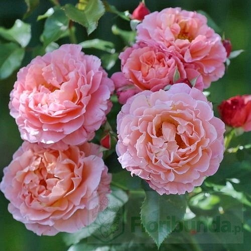 Marie Curie (Meilomit)