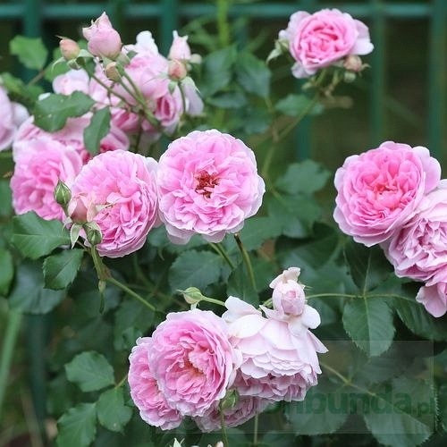 Maid Marion (Asutobias)