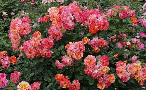 Alfred Sisley (DELstrijor)