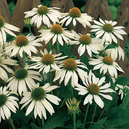 jeżówka "Primadonna White"
