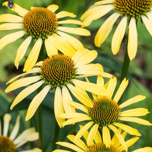 jeżówka "Cleopatra"