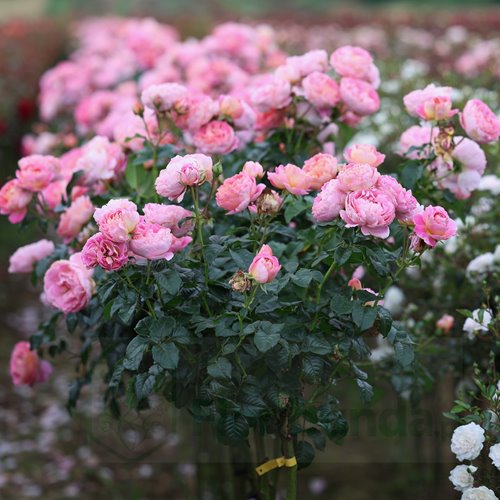 Wislawa Szymborska PIENNA