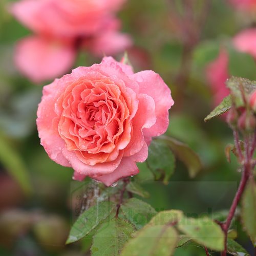 Institut Lumiere DONICZKA