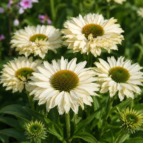 Jeżówka Sunseekers "WHITE BEAUTY"