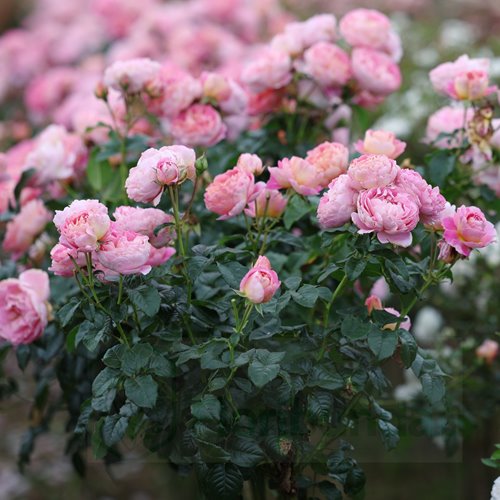 Wislawa Szymborska PIENNA