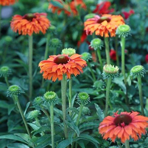 jeżówka SUNSEEKERS "Mineola"