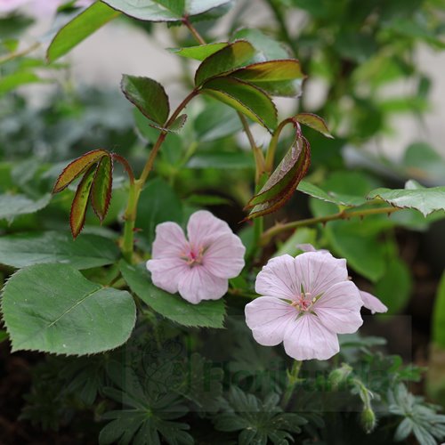 Bodziszek "Pink Summer"