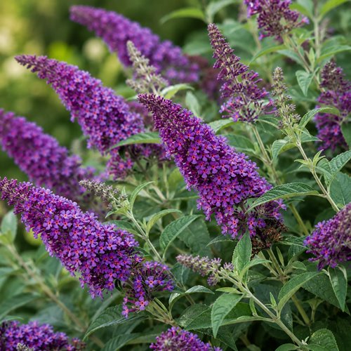 Budleja Dawida 'Miss Violet'