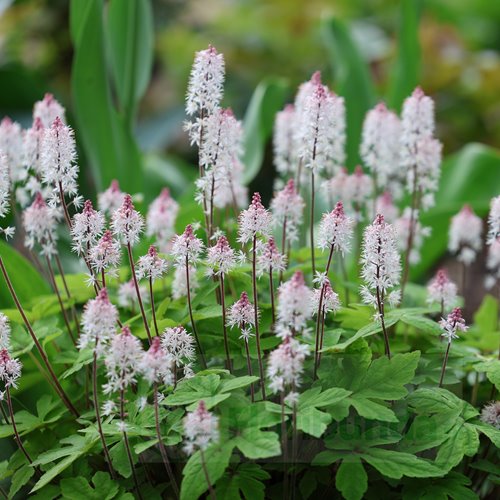 Tiarella "Angel wings"