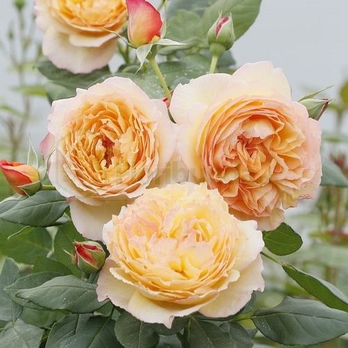 Wellbeing  (Harjangle)