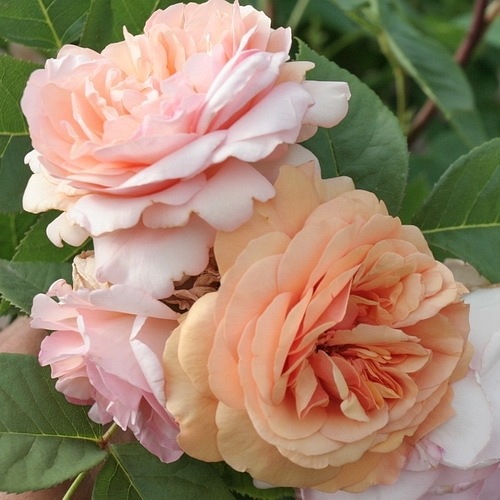 Charming Apricot