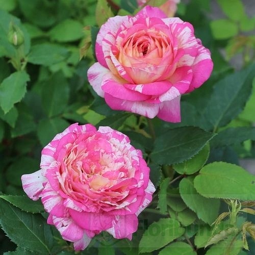 Marc Chagall   (DELstrirojacre)