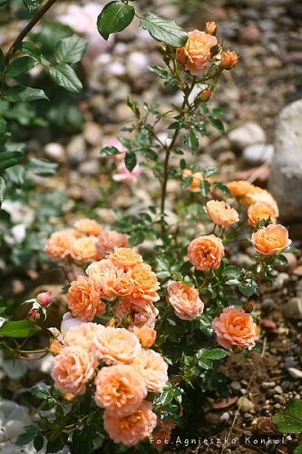 Sweet Dream (Fryminicot)