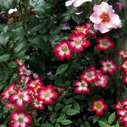 Star Profusion