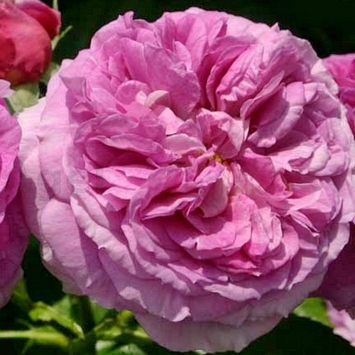 Parfum  Flower Circus