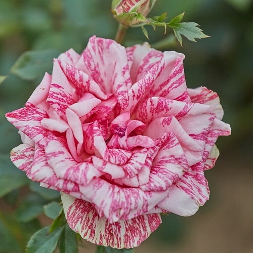 Pink Intuition (DELstrifram)