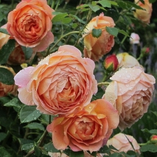 Lady of shalott DONICZKA