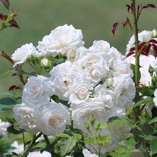 Aspirin Rose DONICZKA