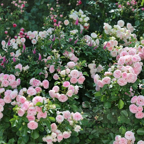 Larissa Flower Circus ® DONICZKA