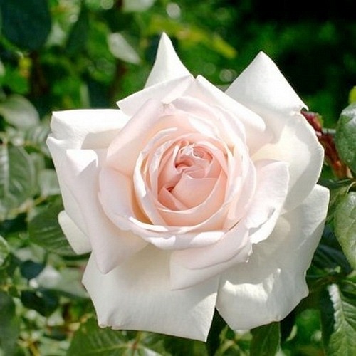 Prince Jardiner/S.Ippenburg DONICZKA